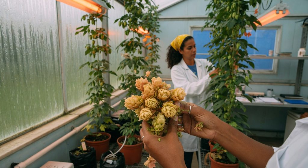 Projeto da Coppe/UFRJ quer adaptar cultivo de lúpulo ao clima tropical brasileiro e reduzir dependência de importações em mercado de R$ 878 milhões anuais.