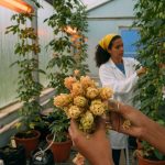 Projeto da Coppe/UFRJ quer adaptar cultivo de lúpulo ao clima tropical brasileiro e reduzir dependência de importações em mercado de R$ 878 milhões anuais.
