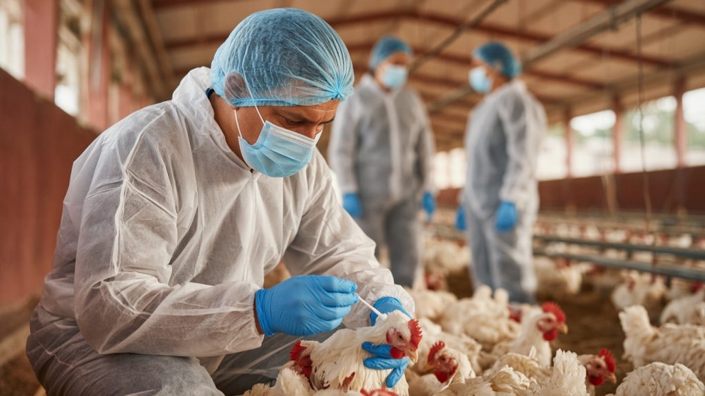 China suspende frango de Santa Catarina apos foco de Newcastle, Chile restringe o estado e Mexico barra todo o Brasil. O que muda para o setor de aves.